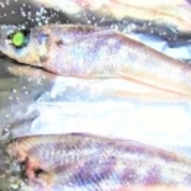 光る うなる わたがボムる 目光の塩焼き レシピ 作り方 By てかと 楽天レシピ 光る うなる わたがボムる 目光の塩焼き レシピ 作り方 By てかと 楽天レシピ